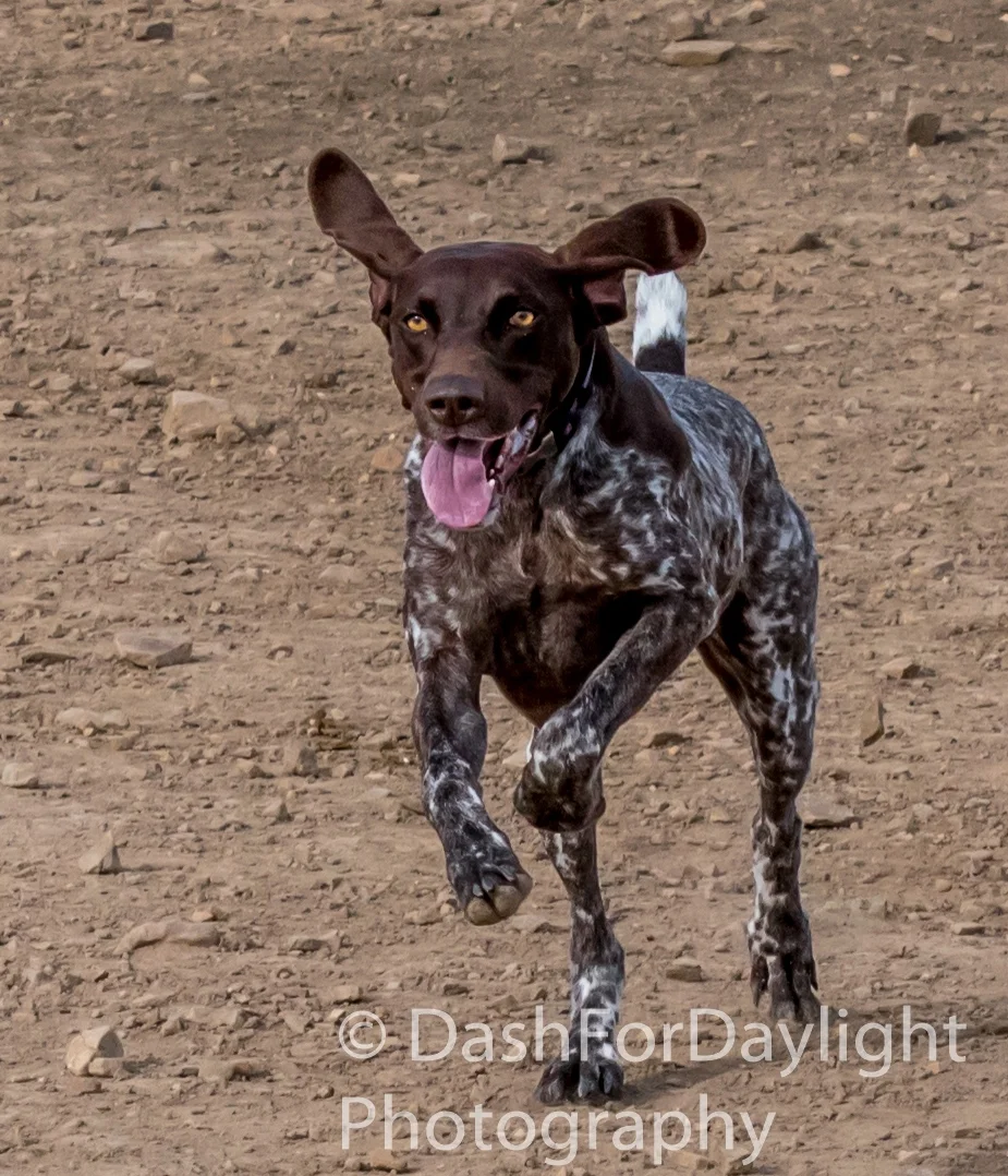 DSC_0881_PointerHeadOn_Lr.jpg