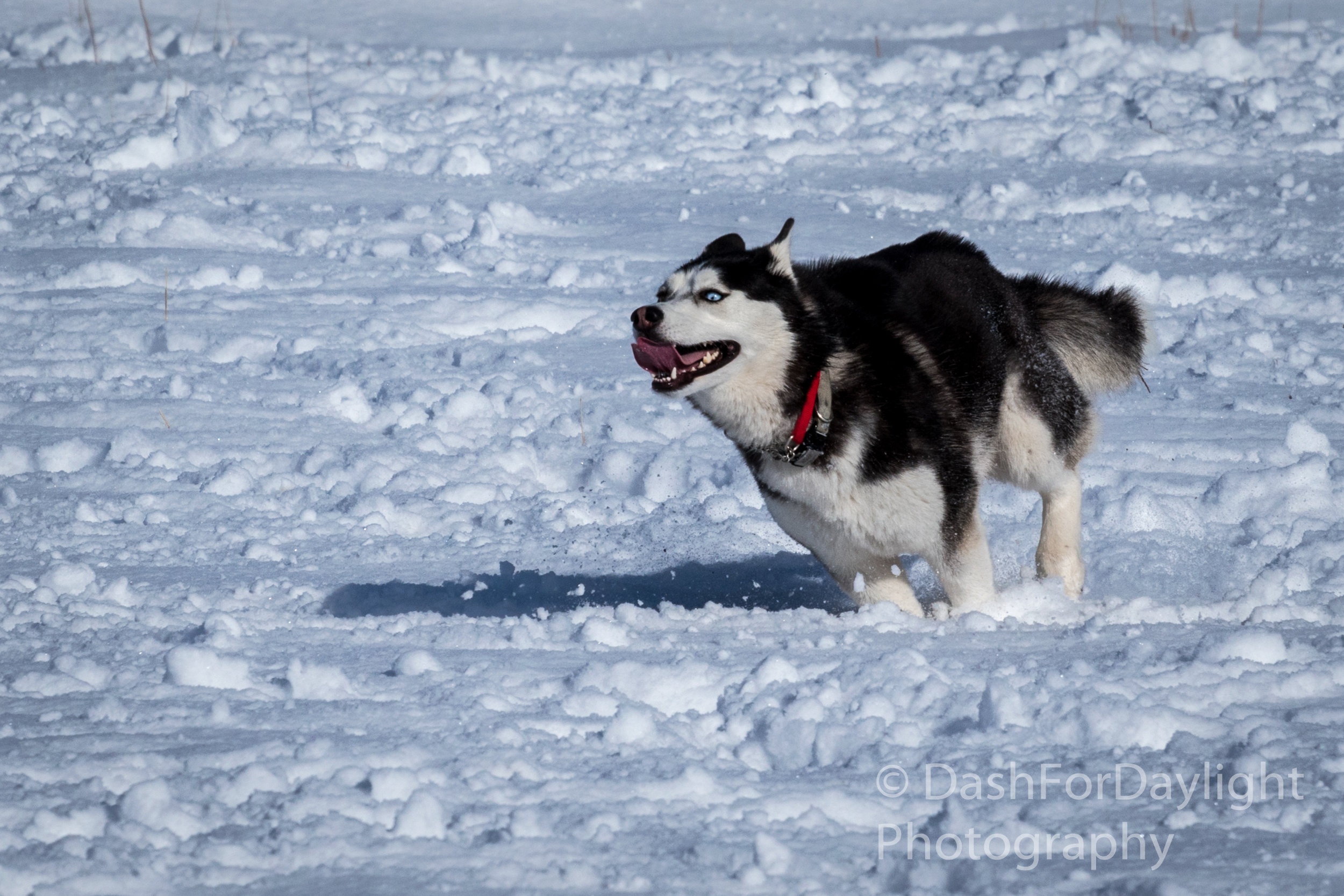 DSC_0142_Malamute3-DavMesa-Snow-DshMk_Lr-1.jpg