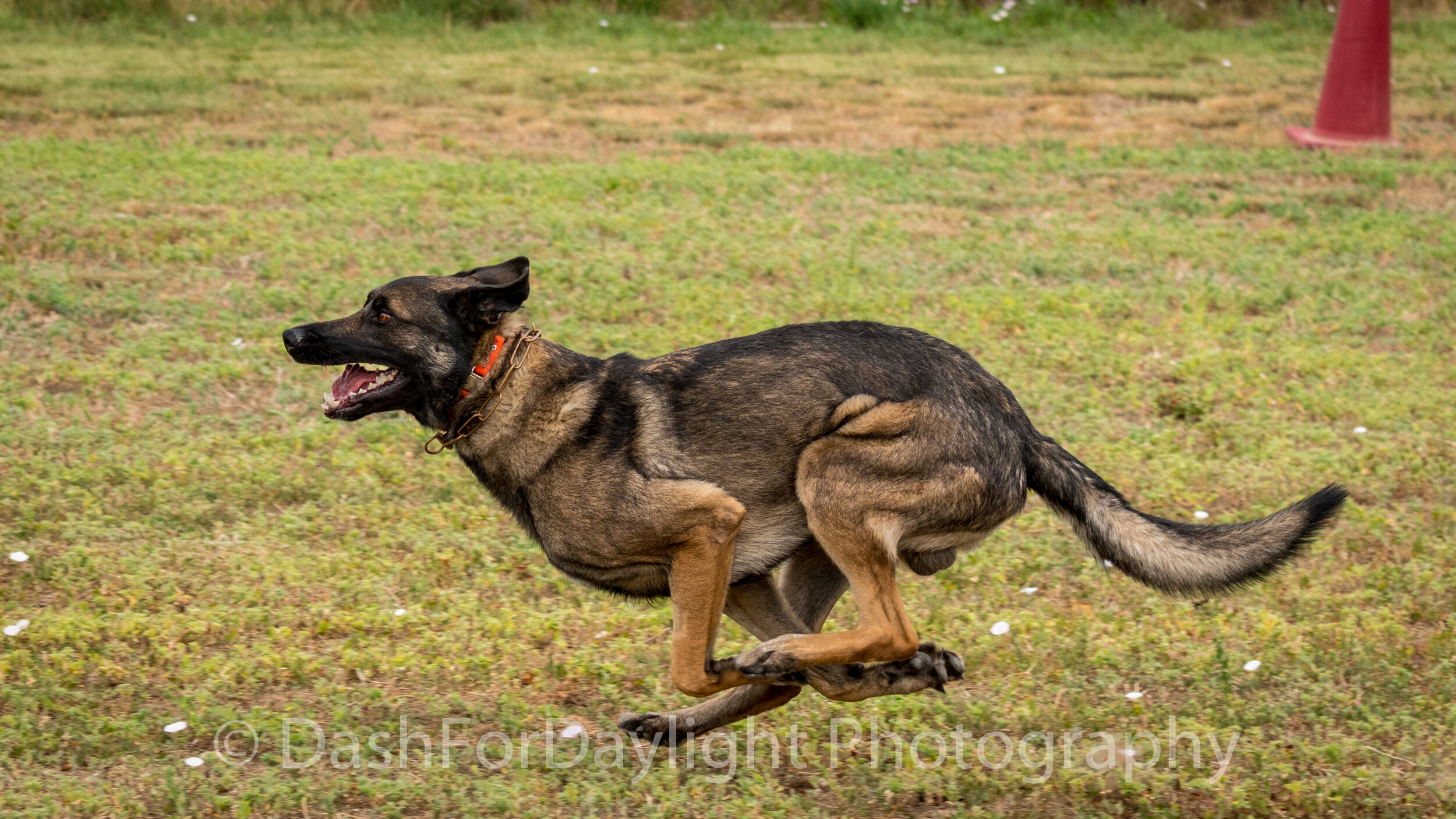 DSC_0320-BaneGallops1-DshMk-Web_16x9_Lr-1.jpg