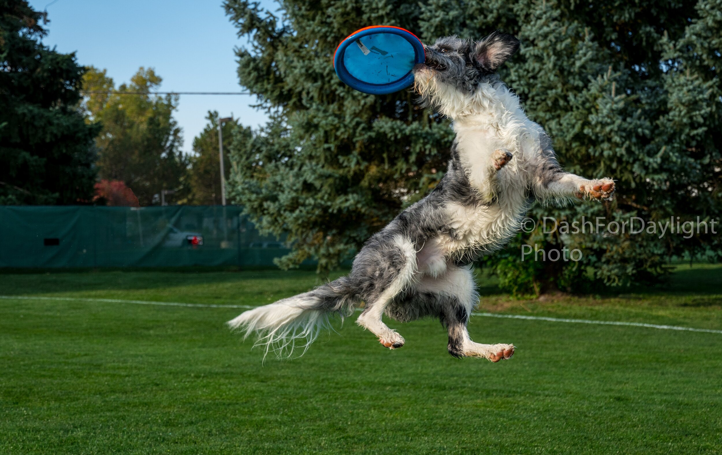 DSC_0605-OllieSnatchesFrisbee-DshMk_Lr-A.jpg