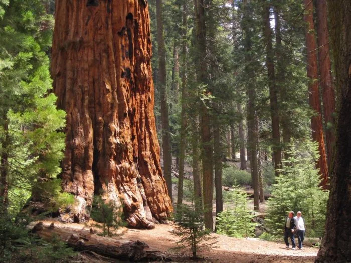 tree.jpg