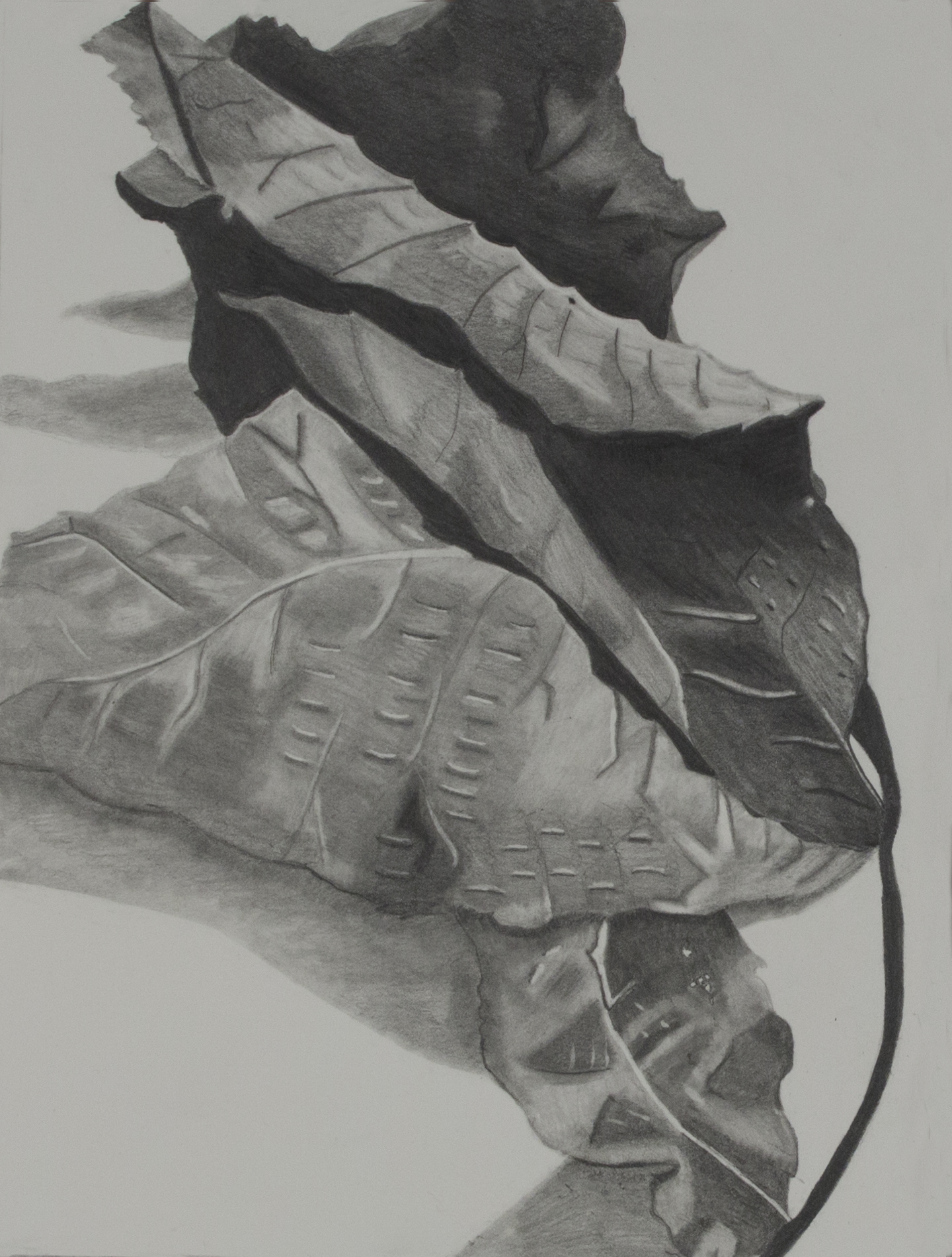 The_Leaves_Graphite_on_Arches_Watercolor_140press_2013.jpg