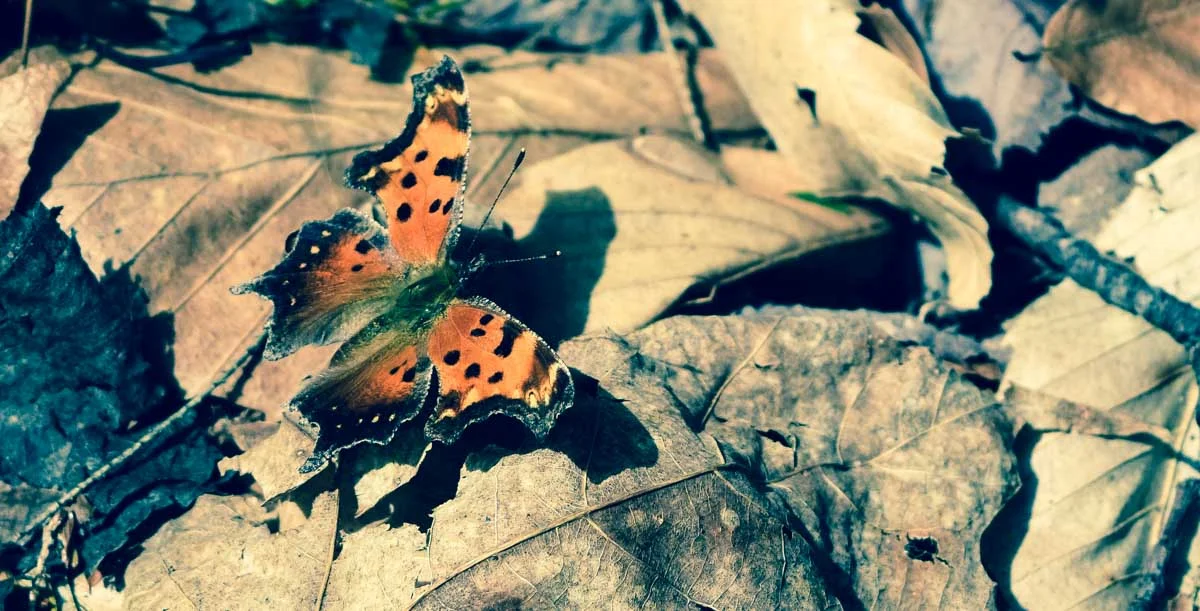 Butterfly-4.jpg