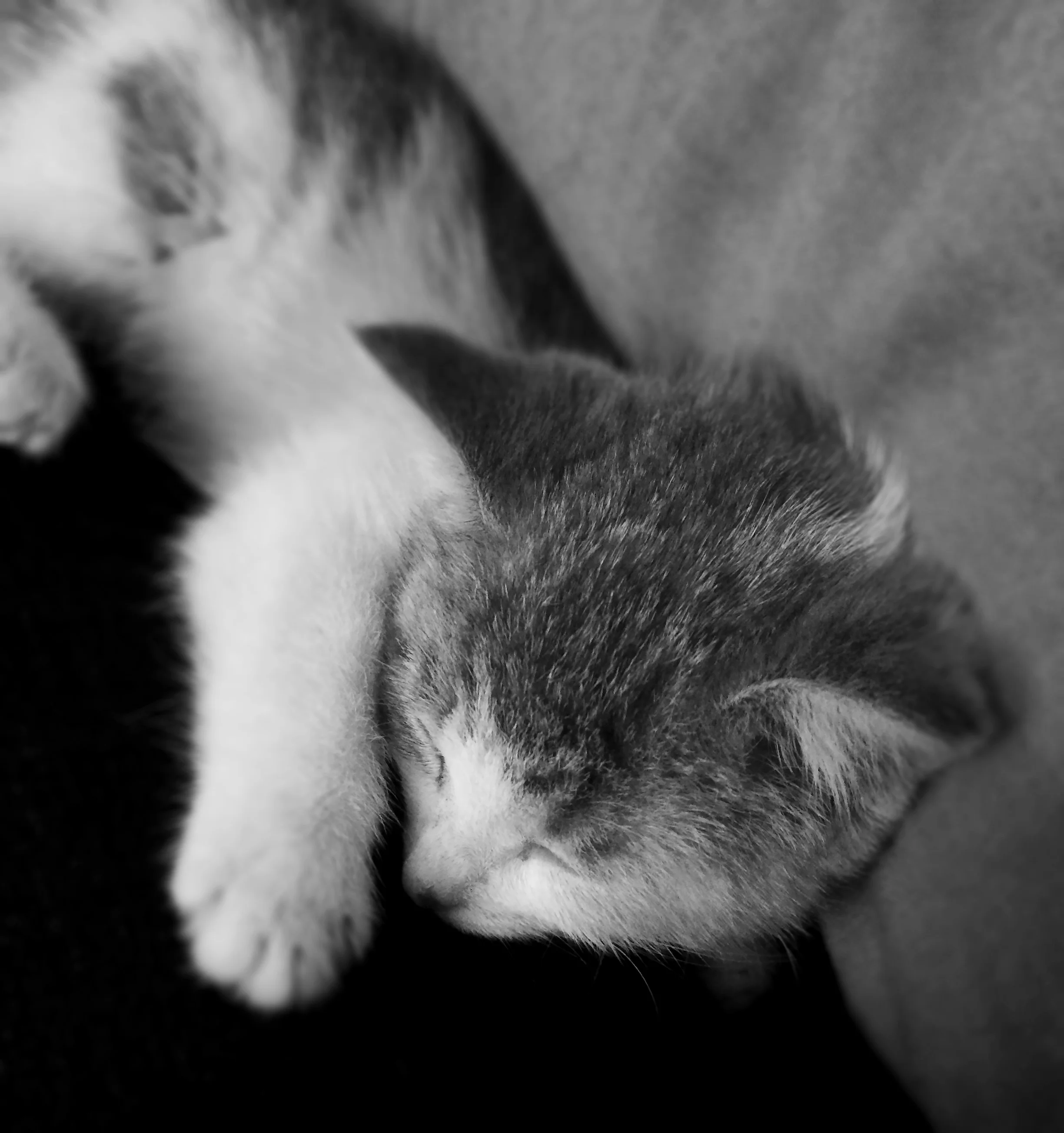 Litte Evie