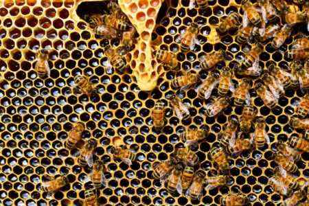 apis-mellifera-bee-beehive-56876-450x300.jpg