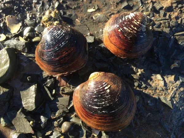 Close-up of Black Clam shell