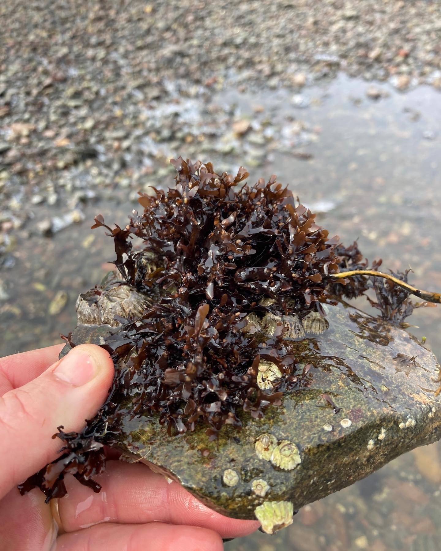 Irish moss (Chondrus crispus) growing attached to a rock at low tide along the Maine coast