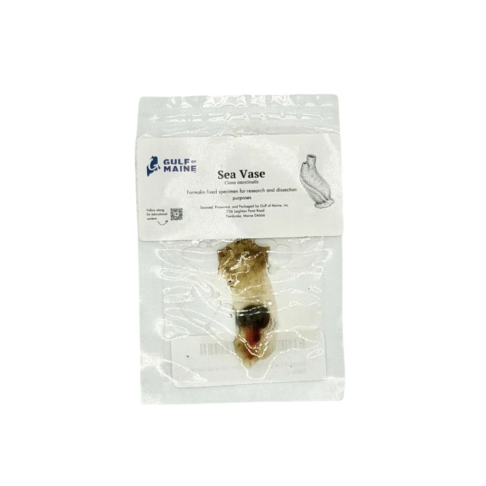 Preserved Sea Vase (Ciona intestinalis) – Marine Invertebrate Specimen
