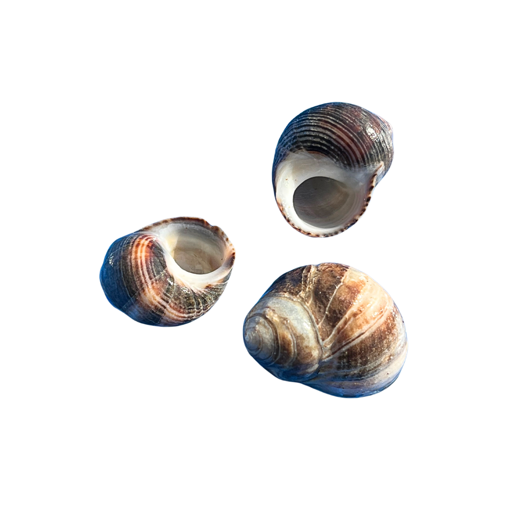 Periwinkle Snail Shells