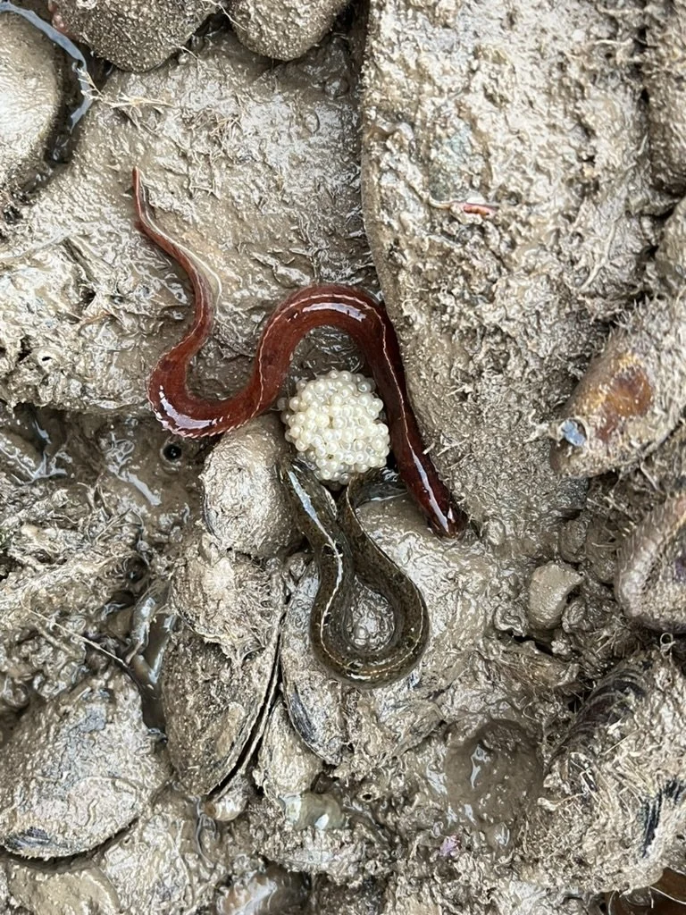Rock gunnel beside a cluster of eggs on a muddy shoreline, illustrating a species often confused with ocean pout.