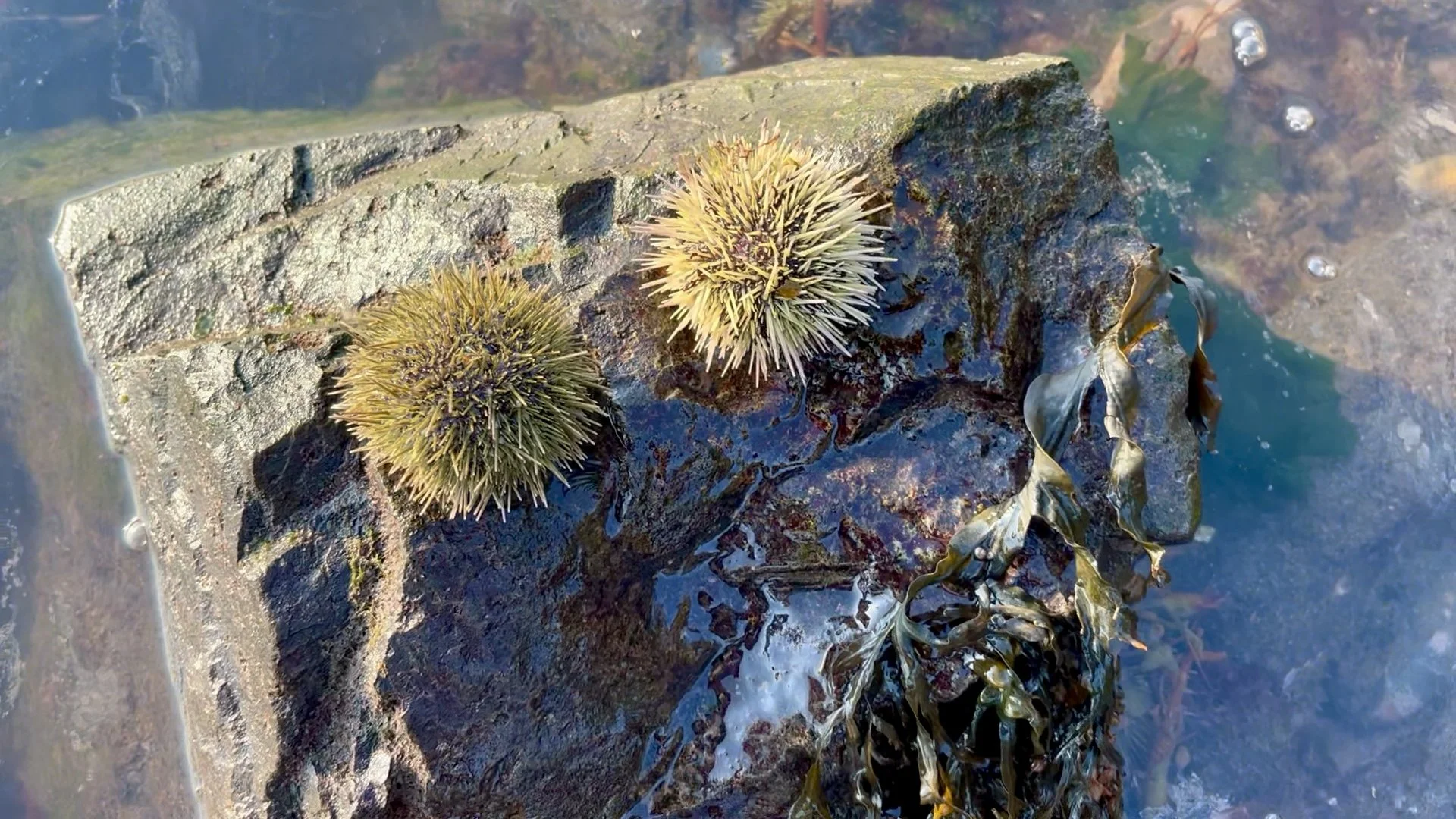 Sea urchins attached to rock in a Maine intertidal habitat.