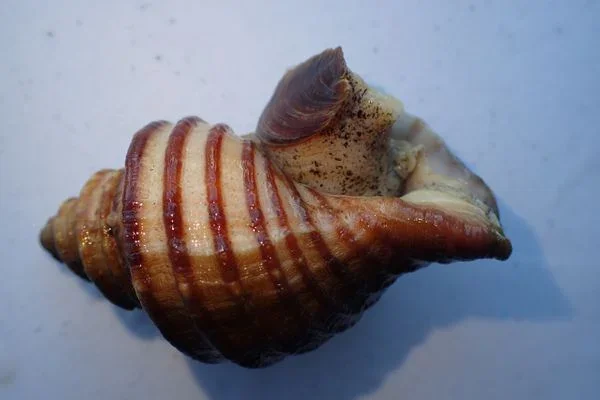 Gulf of Maine univalve mollusc species display