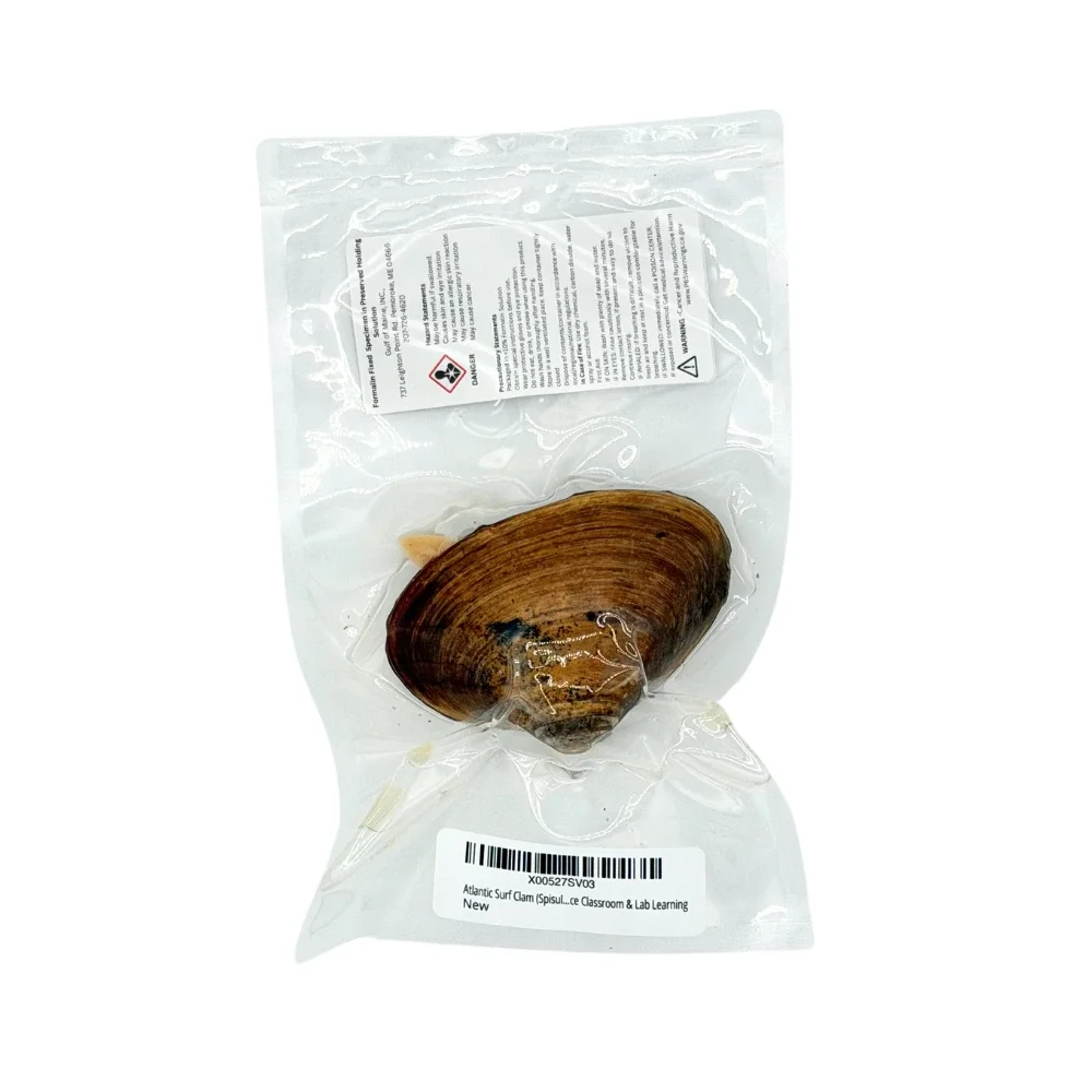 Preserved surf clam in a vac-sealed bag for dissection and research purposes, with warning label showing