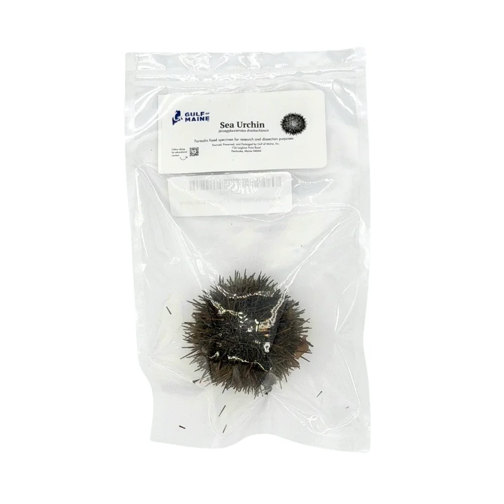 preserved sea urchin specimen in a vac-sealed bag for dissection and research purposes