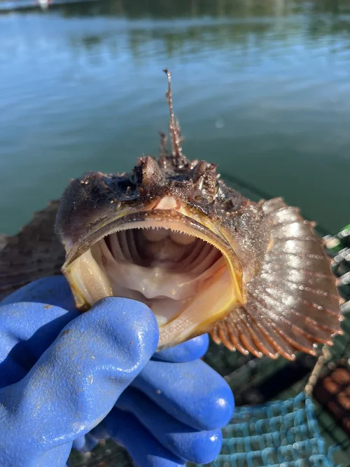 Why Arctic Fish Don't Freeze: Extreme Marine Life | Gulf Of Maine, Inc.