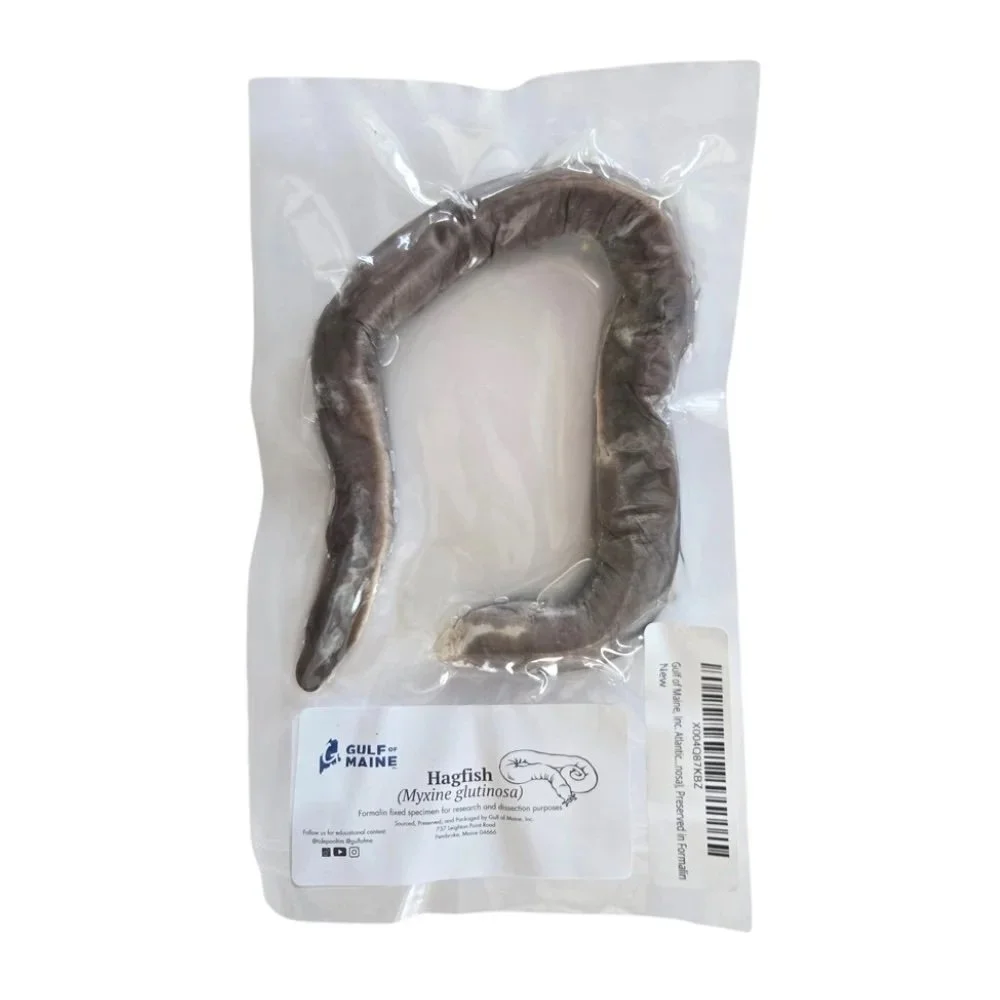 Hagfish+Amazon%281%29.jpg