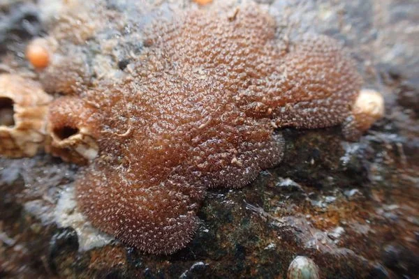 Bryozoa group showing four species