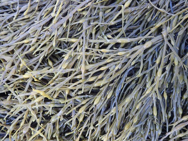 Knotted Wrack (Ascophyllum nodosum) | Maine Seaweed for Aquariums