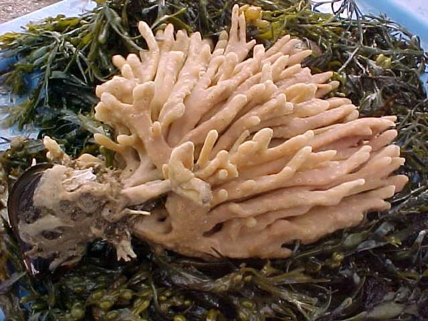finger sponge.jpg