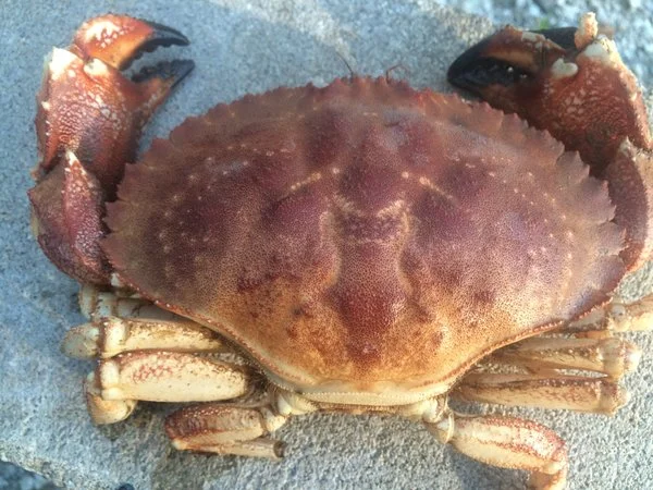 Jonah Crabs