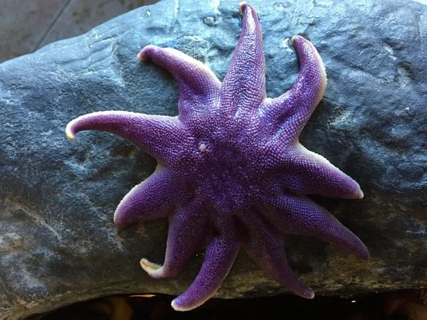 Purple (Smooth) Sunstar (Solaster endeca) | Gulf Of Maine, Inc.