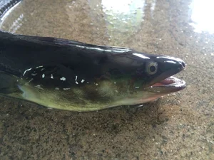 American Eel Anguilla Rostrata Gulf Of Maine Inc American Eel Anguilla Rostrata Gulf Of Maine Inc