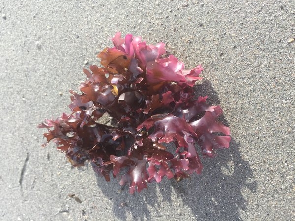 Frond of Irish moss in the sunlight.