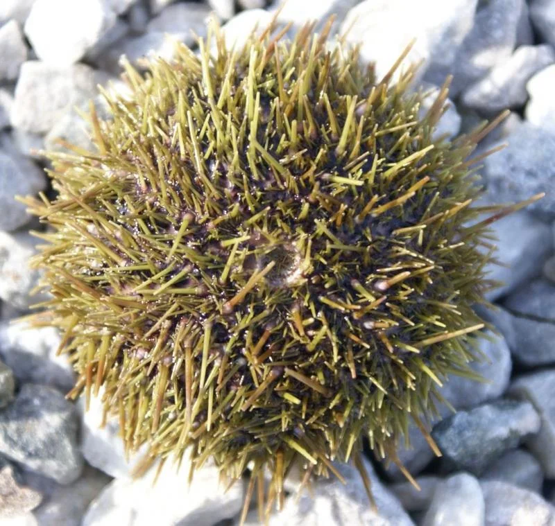 Green Urchin 2.jpg