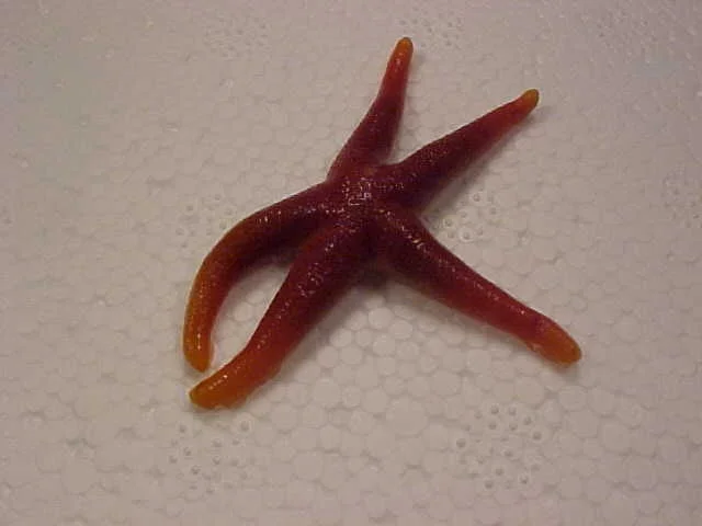 Blood Star - Henricia.jpg
