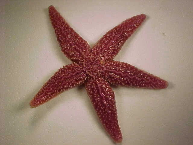N. Sea Star - Asterias 2.jpg