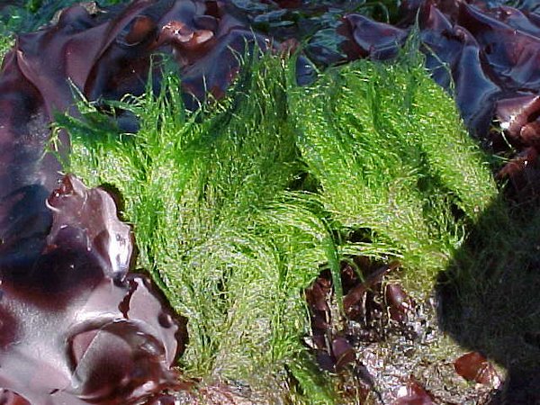 Mermaid's hair