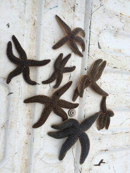 Northern Sea Star (Asterias vulgaris)