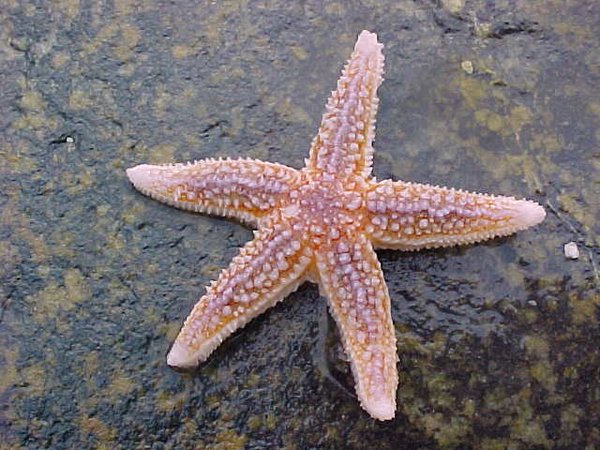 Northern Sea Star (Asterias vulgaris)