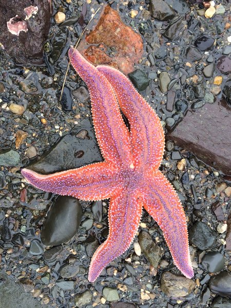 Sea Star