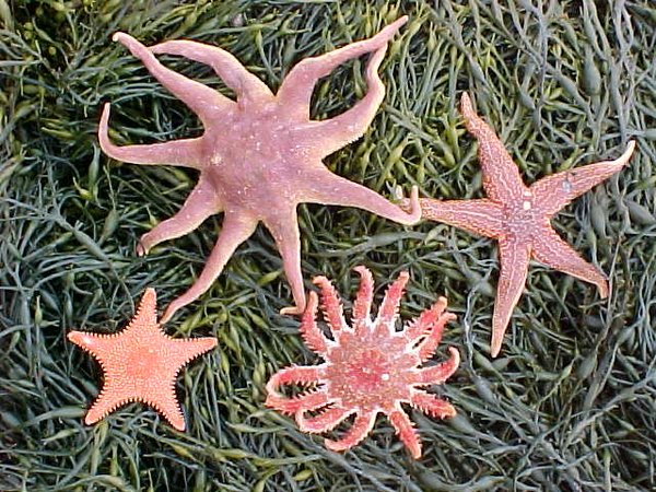 Gulf of Maine Sea Stars (5 Species)