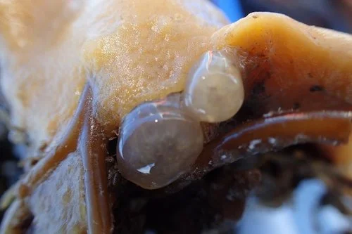 Sea grapes attached to a kelp holdfast and a sponge.