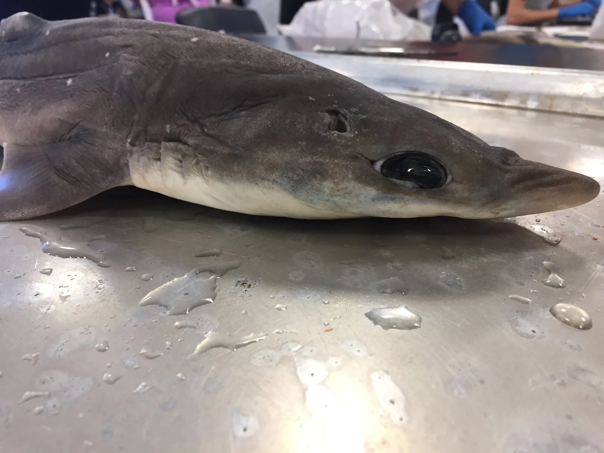 Gulf Of Maine Sea Life & Seaweed Spiny Dogfish (Squalus acanthias)