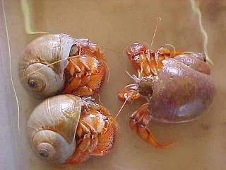 Hermit crab party.