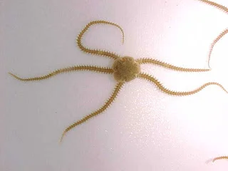 Brittle star.