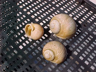 Three moon snails.