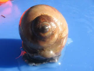 Moon snail.