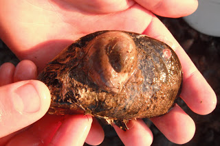 Slipper shell on a mussel.