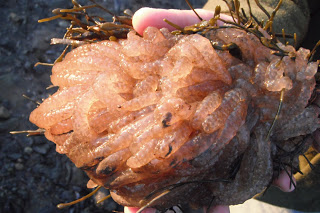 Squid eggs.