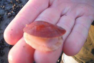 Live sea scallop.