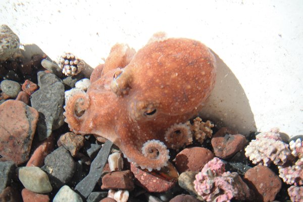 Little octopus.