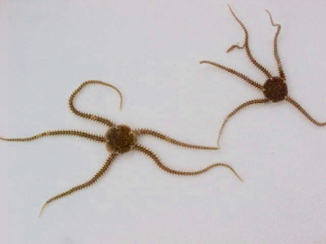 Dwarf brittle stars.