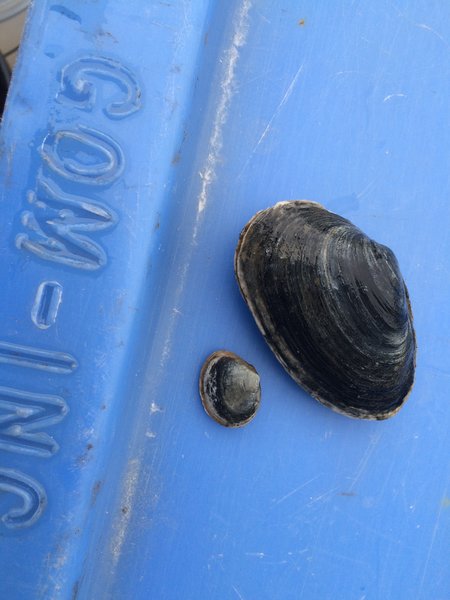 Soft shell clam 2.jpeg