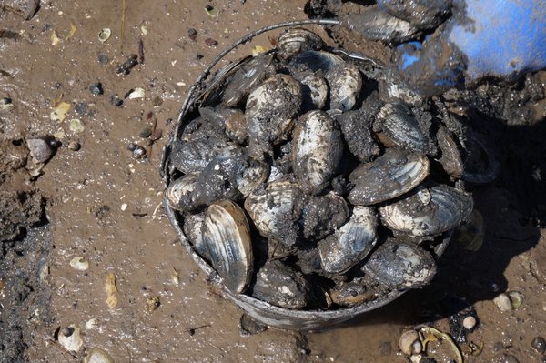 soft shell clam 5.jpeg