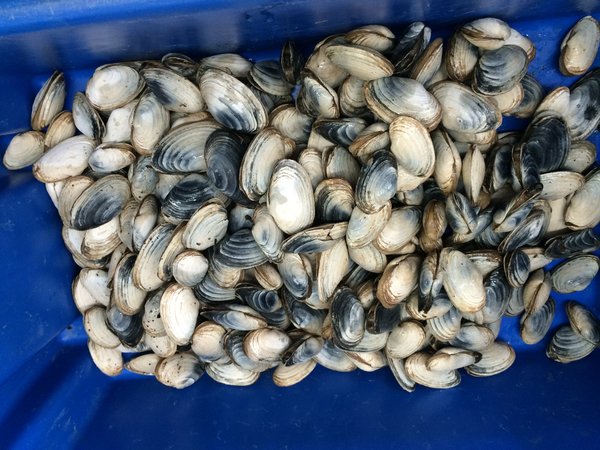Soft shell clam.jpeg