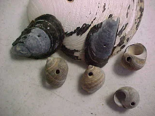 Moon snails made these holes in other molluscs, and ate their soft tissued bodies!